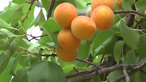 Apricot fruit — Stock Video