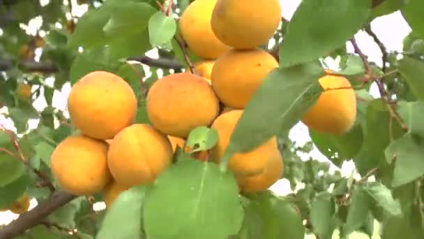 Абрикосовые фрукты — стоковое видео