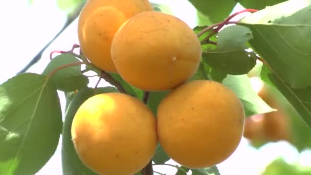 Aprikossoppa frukt — Stockvideo