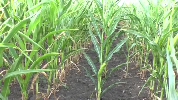 Field of a corn — Stock Video