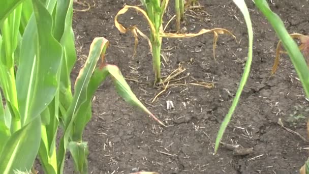 Поле кукурузы — стоковое видео
