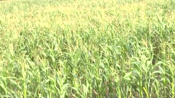 Поле кукурудзи — стокове відео