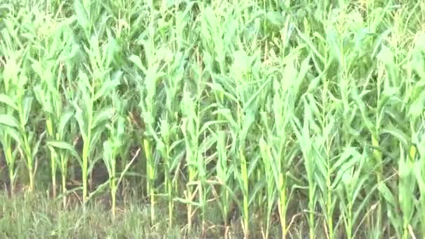 Поле кукурудзи — стокове відео