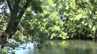 Flowing river and green trees