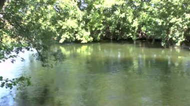 Flowing river and green trees