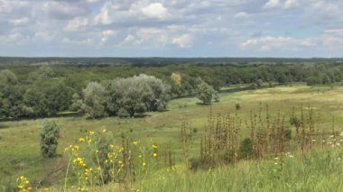 Yeşil ormanlı yaz manzarası