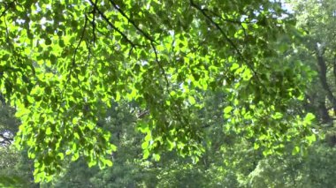 sunlight piercing its way through the forest tree