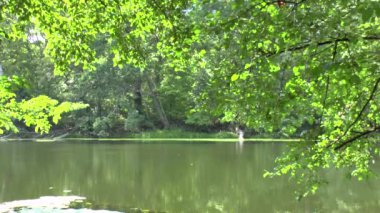 Flowing river and green trees