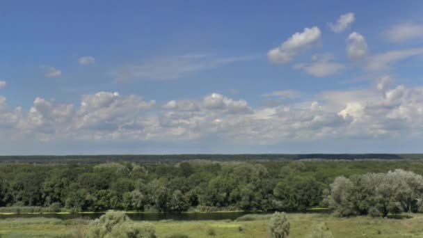 Paisaje de verano con bosque verde — Vídeo de stock