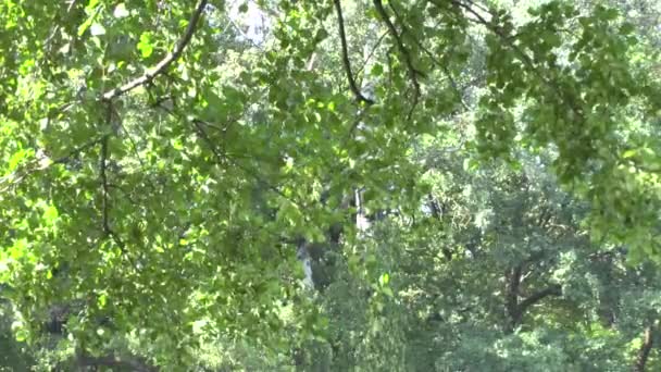 La luz del sol penetrando a través del árbol del bosque — Vídeo de stock