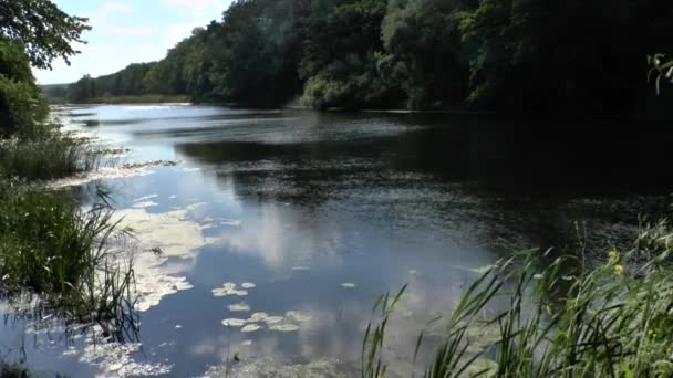 Fließender Fluss und grüne Bäume — Stockvideo