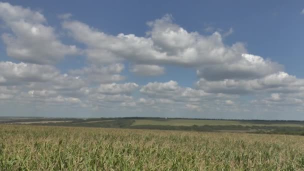 Field of a corn — Stock Video