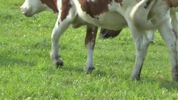 牧草地で牛をかすめる — ストック動画