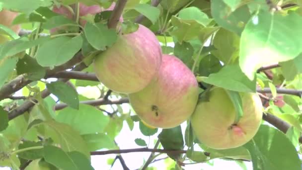 Яблоня — стоковое видео