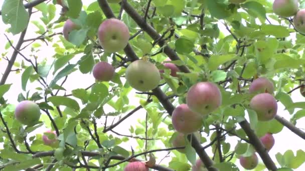 Appelboom — Stockvideo