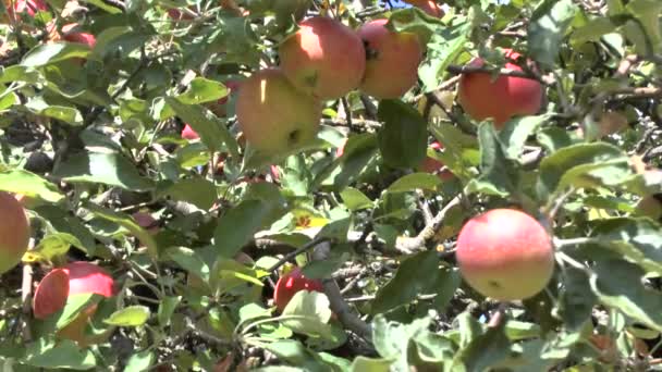 Apple tree — Stock Video