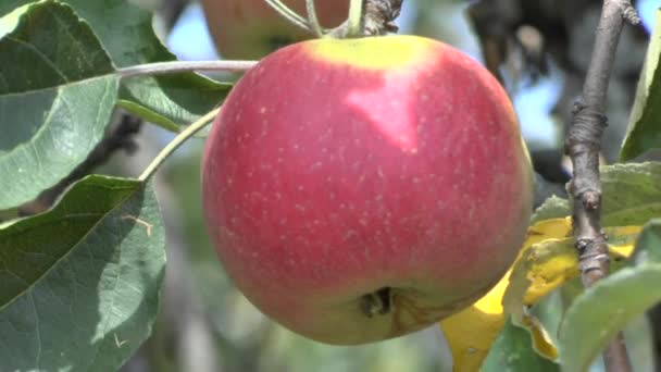 Apple tree — Stock Video