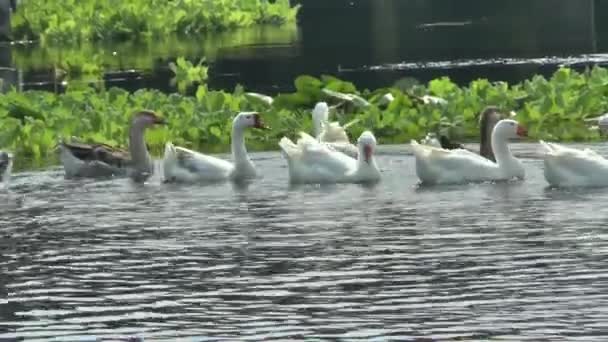 GEESE FLOATING ON THE RIVER — Stock Video