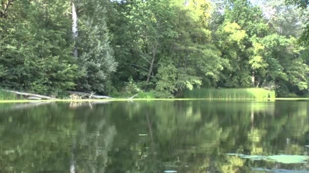 Fiume che scorre e alberi verdi — Video Stock