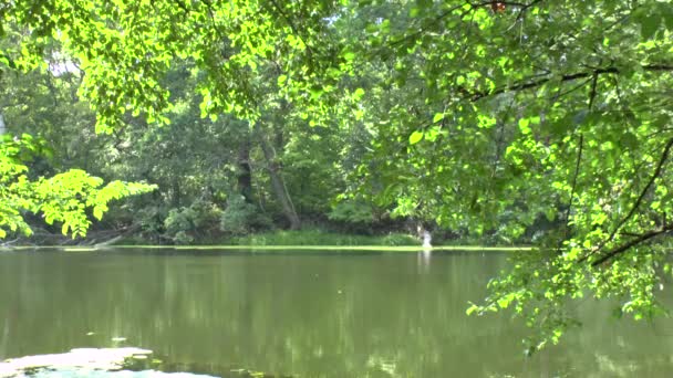 Ροή του ποταμού και τα πράσινα δέντρα — Αρχείο Βίντεο