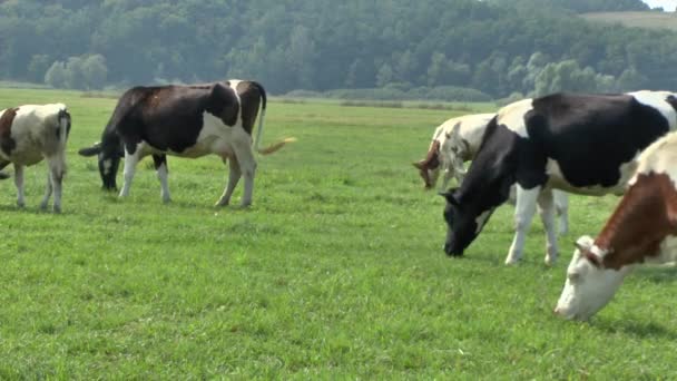 COWS grazes in a meadow — Stok video