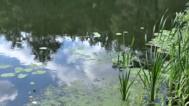 Wasser und Wasserflora — Stockvideo