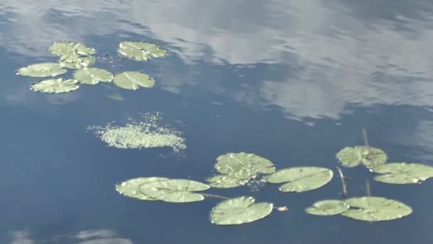 Wasser und Wasserflora — Stockvideo