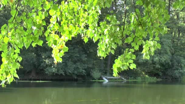Áramló folyó és a zöld fák — Stock videók