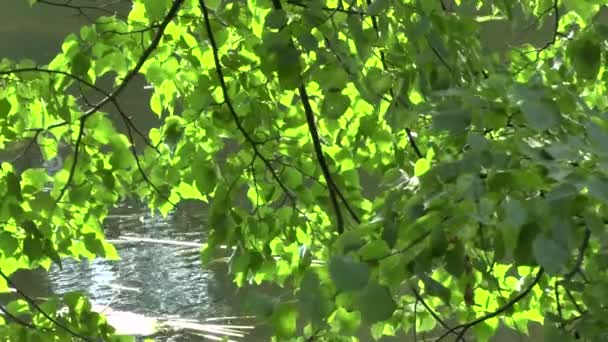 Flowing river and green trees — Stok video