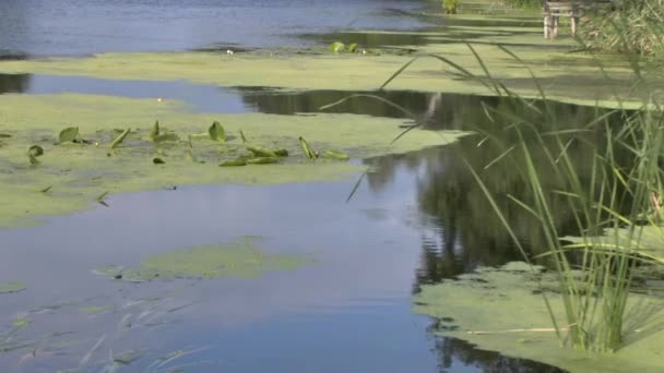Вода и водная флора — стоковое видео