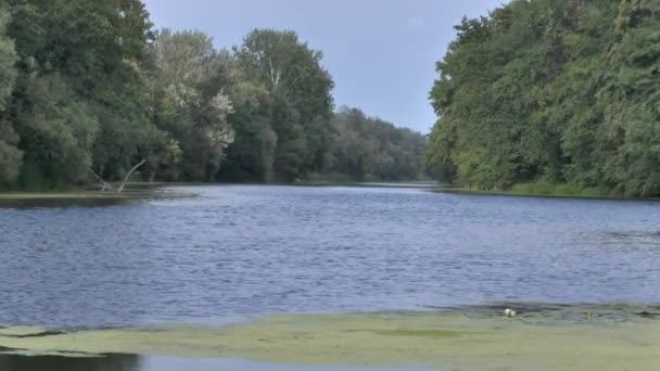 Płynącej rzeki i zielonych drzew — Wideo stockowe