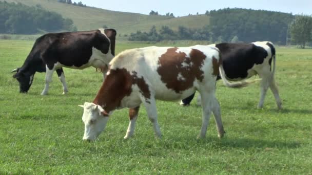 在草地上的牛吃草 — 图库视频影像