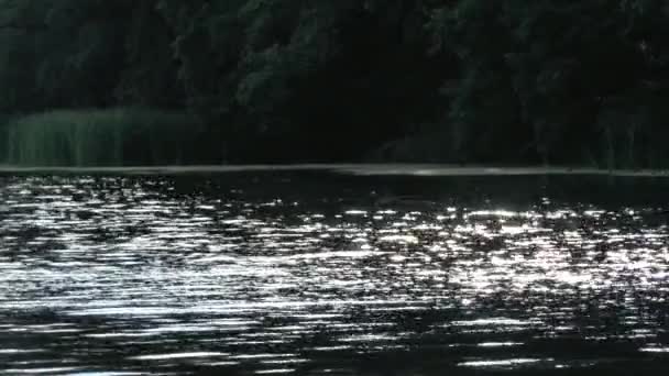 Ροή του ποταμού και τα πράσινα δέντρα — Αρχείο Βίντεο