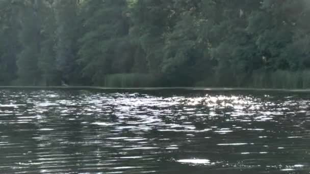 Rio de fluxo e árvores verdes — Vídeo de Stock