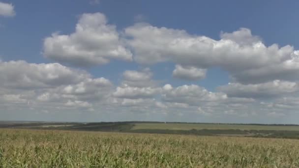 A mező a kukorica — Stock videók