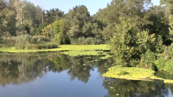 El río actual — Vídeos de Stock