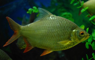 Suyun altındaki renkli balıklar