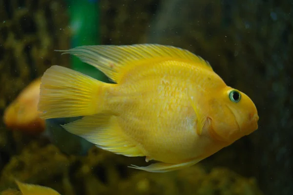 Peces de colores bajo el agua —  Fotos de Stock