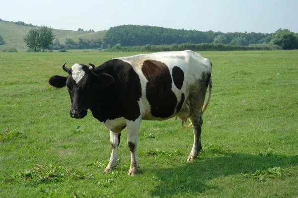 Krowa na polu — Zdjęcie stockowe