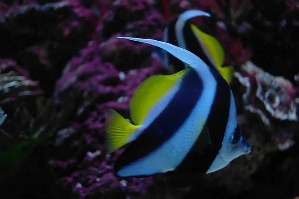 Kleurrijke vissen onder water — Stockfoto