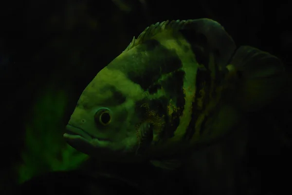 Peces de colores bajo el agua — Foto de Stock