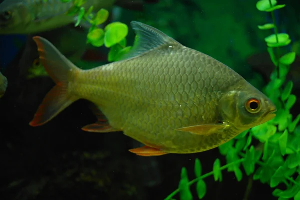 Barevné ryby pod vodou — Stock fotografie