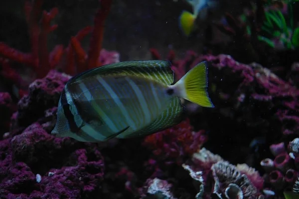 Peces de colores bajo el agua — Foto de Stock