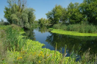yeşil ağaçlar ve Nehri ile muhteşem manzara