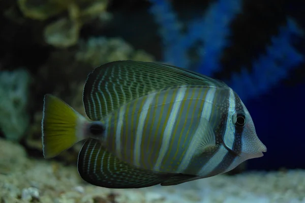 Peces de colores bajo el agua — Foto de Stock