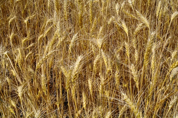 Wheat field Stock Picture