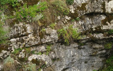 bir yosun ve bir çim kaplı taşlar