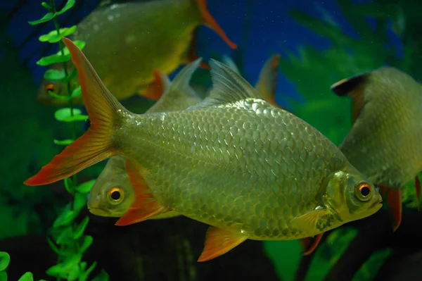 Bunte Fische unter Wasser — Stockfoto