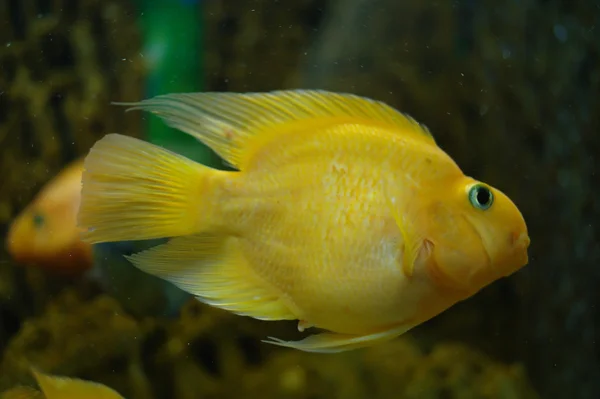 Peces de colores bajo el agua — Foto de Stock