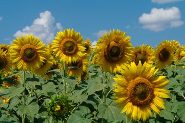 Ayçiçeği tarlası ve bulutlu gökyüzü